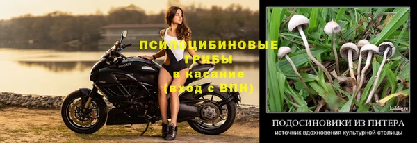 крисы Белокуриха