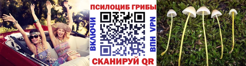Псилоцибиновые грибы GOLDEN TEACHER  мега онион  Городовиковск  где продают наркотики 